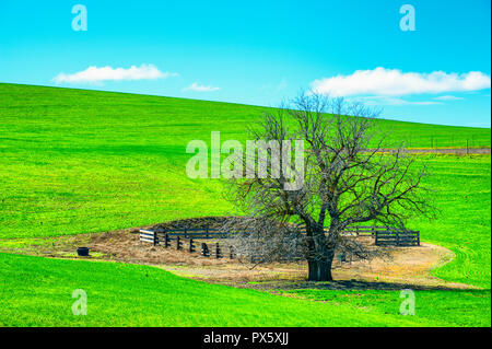 Weiße Eiche und eine auf einem sanften Hügel in ländlichen Oregon Corral Stockfoto