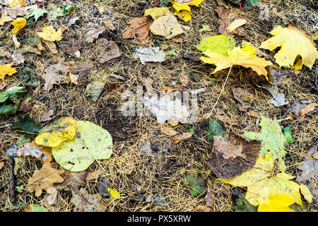 Verschiedene gelbe Blätter in den Gefallenen lärche Nadeln auf dem Boden im Wald von städtischen Park im sonnigen Herbsttag Stockfoto