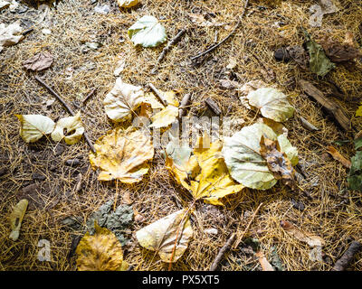 Laub und Lärche Nadeln beleuchtet, die von Sun auf dem Boden im Wald von städtischen Park im sonnigen Herbsttag Stockfoto