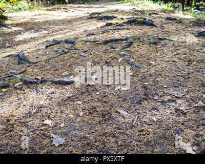 Gefallenen lärche Nadeln Abdeckung Baumwurzeln auf dem Boden im Wald von städtischen Park im sonnigen Herbsttag Stockfoto