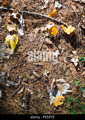 Ansicht von oben Laub und Nadeln von Sun am Boden im Wald von städtischen Park im sonnigen Herbsttag leuchtet Stockfoto