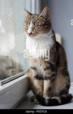 Schwarz, Beige und Weiß Katze sitzt auf der Fensterbank mit geschlossenen Augen, Teil seiner Reflexion im Glas sichtbar Stockfoto