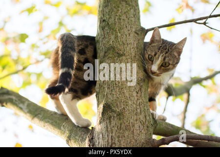 Schwarz, Beige und Weiß Katze gehen auf einem Zweige hoch oben einen ahornbaum Stockfoto