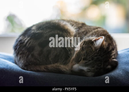 Schwarz, Beige und Weiß Katze zusammengerollt und fest schlafend auf einem blauen Sofa Stockfoto