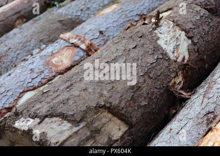 Frisch Trunks schneiden. Foto in Castel Covati, Brescia, Lombardei, Italien. Stockfoto