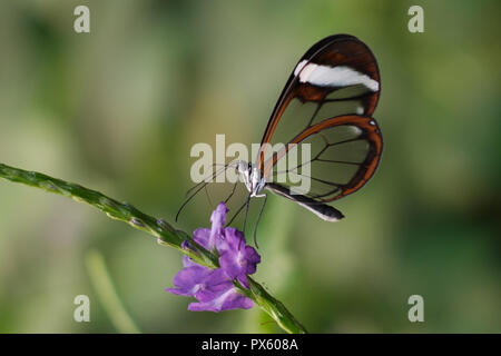 Schmetterling Greta Oto, glasswing Schmetterling auf Blume Stockfoto