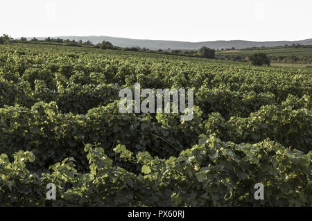 Niederösterreich, Retz Wein, Österreich, Weinviertel, Retz Stockfoto