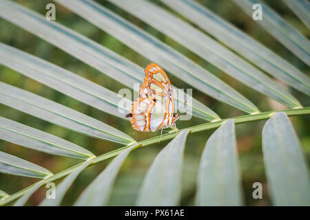 Schmetterling in der Natur - Siproeta stelenes (MALACHIT) Stockfoto