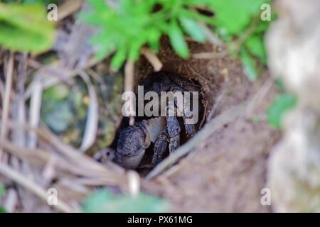 Maltesischen Süßwasser-Krabben, Potamon fluviatile, schlammigen graben Nest, Krallen für die Verteidigung gegen Eindringlinge. bedroht seltene Krabbe auf den Maltesischen Inseln gefunden Stockfoto