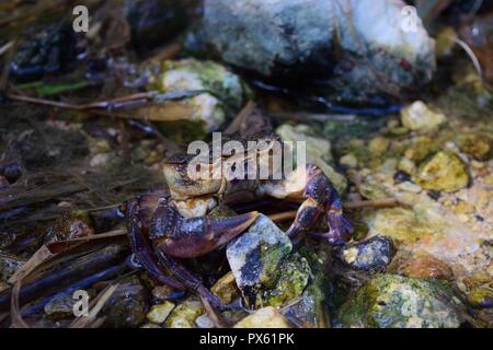 Maltesischen Süßwasser-Krabben, Potamon fluviatile, seltene bedrohte Arten, die vom Aussterben bedroht aus Malta durch Zerstörung der Lebensräume und Wasser, Verschmutzung Stockfoto