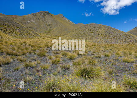 Tussock Grasland im Regenschatten der Südlichen Alpen in der Canterbury Stadtteil South Island, Neuseeland. Stockfoto