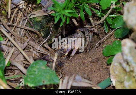 Maltesischen Süßwasser-Krabben, Potamon fluviatile, schlammigen graben Nest, Krallen für die Verteidigung gegen Eindringlinge. bedroht seltene Krabbe auf den Maltesischen Inseln gefunden Stockfoto