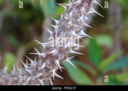 Baumstamm mit Spikes/Dornen für Schutz- Stockfoto