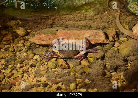 Maltesischen Süßwasser-Krabben, Potamon fluviatile, seltene bedrohte Arten, die vom Aussterben bedroht aus Malta durch Zerstörung der Lebensräume und Wasser, Verschmutzung Stockfoto