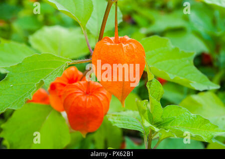 Physalis Pflanzen oder Chinesische Laterne Pflanzen - in Lateinamerika Physalis alkekengi - auf dem Zweig, Nahaufnahme Stockfoto