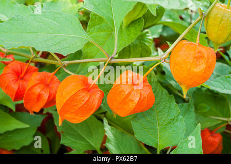 Physalis Pflanzen oder Chinesische Laterne Pflanzen - in Lateinamerika Physalis alkekengi - auf dem Zweig, Nahaufnahme Stockfoto