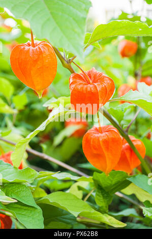 Physalis Pflanzen oder Chinesische Laterne Pflanzen - in Lateinamerika Physalis alkekengi - auf dem Ast im Garten Stockfoto