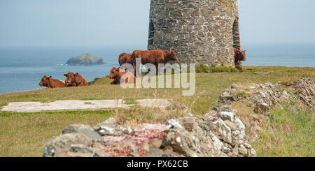 Herde der braune Kühe auf die Weide und in Padstow, England mit Blick auf das Meer und den alten steinernen Leuchtfeuer Turm Stockfoto