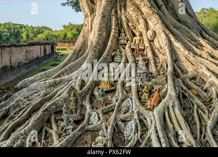 Heiliger Bodhi-Baum am Wat Sri Sawai, Sukhothai, Thailand Stockfoto