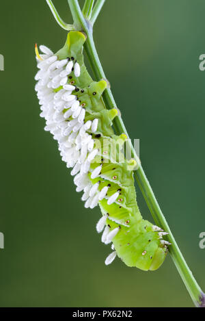 Caterpillar (Tomate hornworm Manduca quinquemaculata) befallen die Kokons von pupating braconid Wasps. Ein erwachsenes Weibchen Wasp spritzt Eier in die Stockfoto