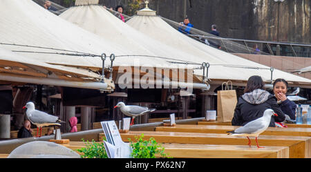 Möwen auf der Suche nach Essensresten um zwei Weibliche asiatische Touristen Essen al fresco an der Oper Küche Restaurant Circular Quay Sydney, NSW, Australien. Stockfoto