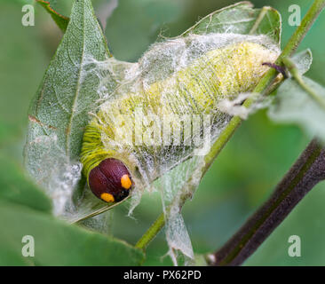 Larve (Caterpillar) von Silver-spotted Skipper (Epargyreus clarus) innerhalb von silken Tierheim auf Blätter der Amerikanischen glyzine (Wisteria frutescens) Ende S Stockfoto