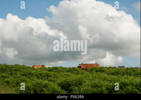 Red poll Kühe in Cluster von Farnen mit Sommer Himmel im Hintergrund Stockfoto