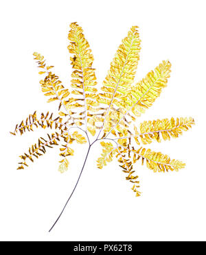 Wedel der Nördlichen maidenhair fern (Adiantum pedatum) Mitte November in Central Virginia. Stockfoto