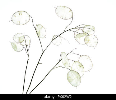 Leere Samenkapseln geld Anlage (Lunaria annua); wird auch als Ehrlichkeit oder jährliche Ehrlichkeit. Stockfoto