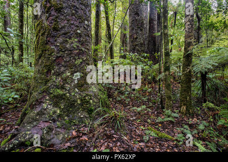 Alte Wald von Neuseeland Kauri Bäume (Agathis australis), Farne, Bromelien im Waipoua Forest in der Region Northland auf der Nordinsel Neuseelands. Kauri Bäumen ein Stockfoto