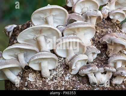 Shiitake-pilze (lentinula Edodes) zu Hause gepflegt. Fruchtkörper wachsen auf einem Block von myzelien, nass mit Wasser zu pr gehalten wurde. Stockfoto