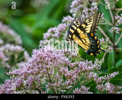 Weibliche Eastern tiger Swallowtail (Papilio glaucus) nectaring auf hohlen entrappt Joe-Pye Unkraut (Eupatoriadelphus fistulosus) in Central Virginia Mitte J Stockfoto