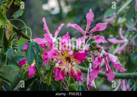 Blumen von Silk Floss Tree, Ceiba speciosa, Palma de Mallorca, Spanien Stockfoto