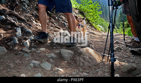 WA 14854-00 ... WASHINGTON - Hund mit Wanderer auf dem Schnee Seen Trail im Baker-Snoqualmie National Forest. Stockfoto