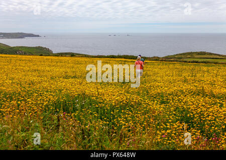 Zwei Frauen gehen durch gelber Mais Ringelblume (Glebionis segetum) Blumen in einem Feld von St. Just in Penwith, Cornwall, England, Großbritannien Stockfoto