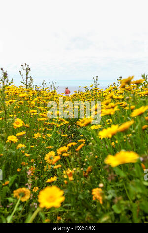 Zwei Frauen gehen durch gelber Mais Ringelblume (Glebionis segetum) Blumen in einem Feld von St. Just in Penwith, Cornwall, England, Großbritannien Stockfoto