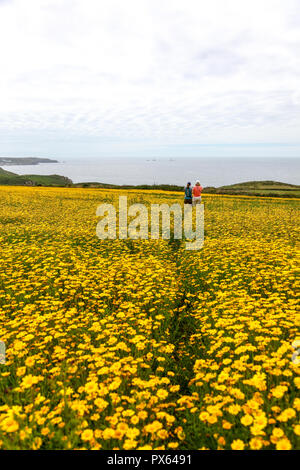 Zwei Frauen gehen durch gelber Mais Ringelblume (Glebionis segetum) Blumen in einem Feld von St. Just in Penwith, Cornwall, England, Großbritannien Stockfoto