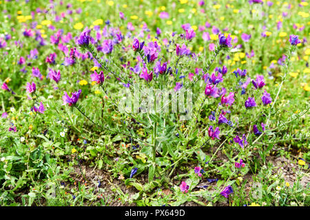 Der Viper - bugloss (Echium vulgare) und gelber Mais Ringelblume (Glebionis segetum) Blumen in einem Feld von St. Just in Penwith, Cornwall, England, Großbritannien Stockfoto