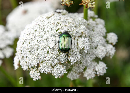 Ein metallisches Grün schillernde Käfer eine Rose Käfer oder Grüne Rose Käfer (Cetonia aurata) auf einer Kuh Petersilie (Anthriscus sylvestris) Pflanze namens Stockfoto