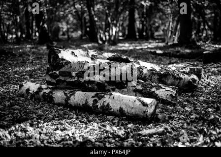 Cut Protokolle gestapelt natürlichen Lebensraum für Insekten und Tiere zur Verfügung zu stellen. Silver Birch Amtsleitungen. Stockfoto