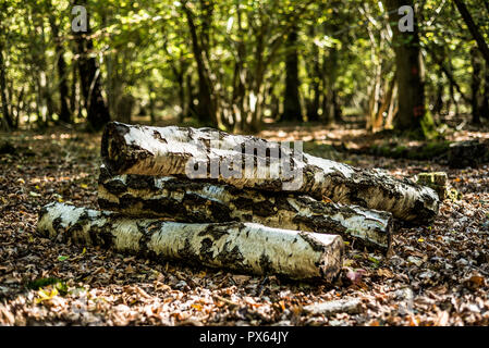 Cut Protokolle gestapelt natürlichen Lebensraum für Insekten und Tiere zur Verfügung zu stellen. Silver Birch Amtsleitungen. Stockfoto