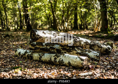 Cut Protokolle gestapelt natürlichen Lebensraum für Insekten und Tiere zur Verfügung zu stellen. Silver Birch Amtsleitungen. Stockfoto