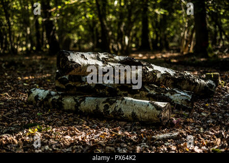 Cut Protokolle gestapelt natürlichen Lebensraum für Insekten und Tiere zur Verfügung zu stellen. Silver Birch Amtsleitungen. Stockfoto