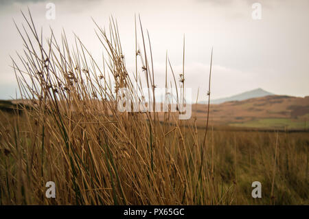 Gras Schilf gegen einen schönen cumbrian Landschaft Stockfoto