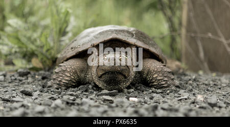 Große Snapping Turtle Close Up Stockfoto