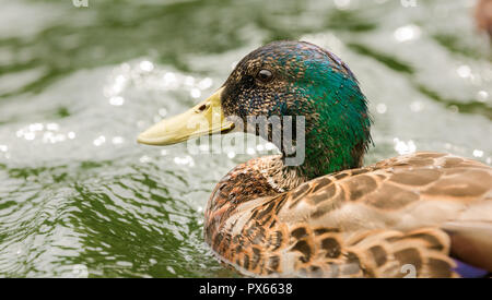 Nahaufnahme von der Stockente Kopf. Stockfoto