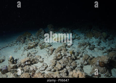 Einhorn Fisch am Roten Meer Stockfoto