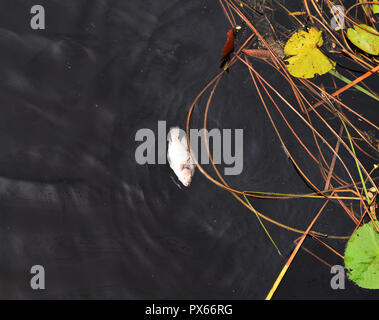 Tote Fische schwimmen in Abwasser, Öl Flecken auf der Oberfläche des schwarzen Wasser schweben, Industrie- und Verschmutzung, Schäden der natürlichen Umwelt Stockfoto