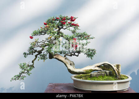 Gebogene Bonsai Baum mit roten Früchten auf einem Tisch gegen eine weiße Wand Stockfoto