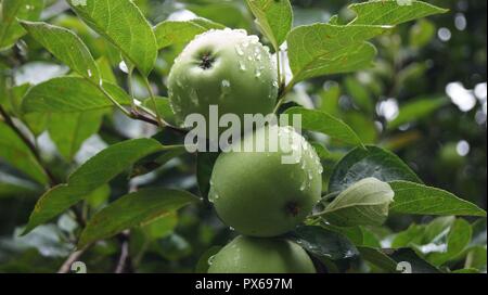 Frische, grüne Äpfel wachsen auf dem Baum photographedv nach dem Regen. Stockfoto